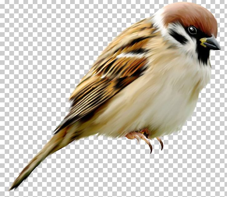 House Sparrow Bird PNG, Clipart, 3d Computer Graphics, Beak, Bird, Digital Image, Download Free PNG Download