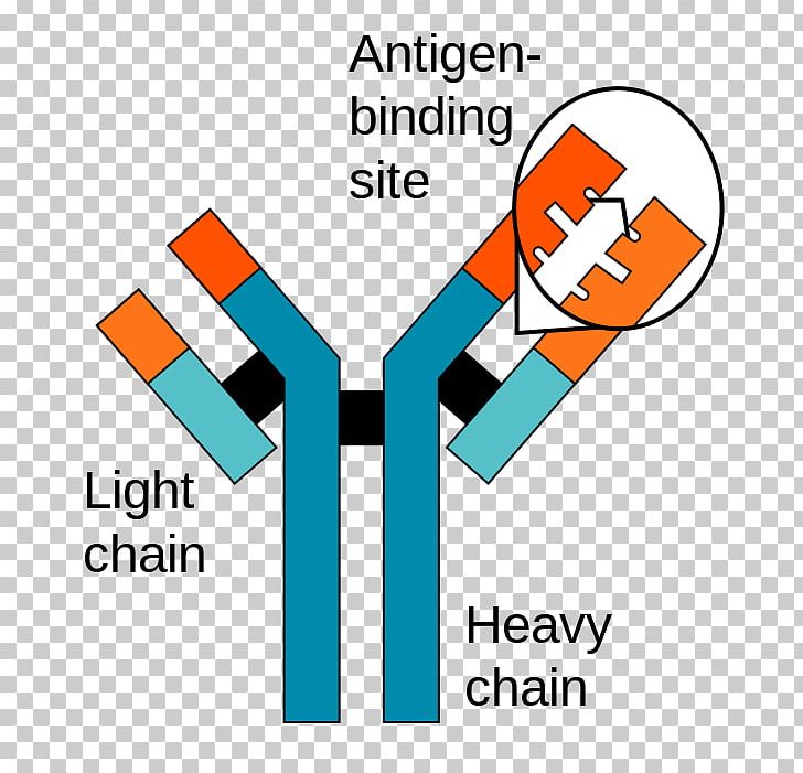 Antigen-antibody Interaction Antigen-antibody Interaction Immune System Monoclonal Antibody PNG, Clipart, Angle, Antibody, Antigen, Antigenantibody Interaction, Area Free PNG Download