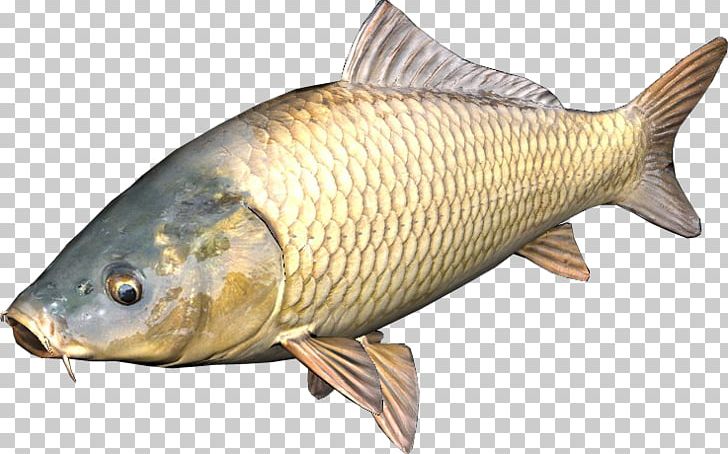 DayZ Common Carp Fish PNG, Clipart, Angling, Animals, Animal Source Foods, Bony Fish, Carp Free PNG Download