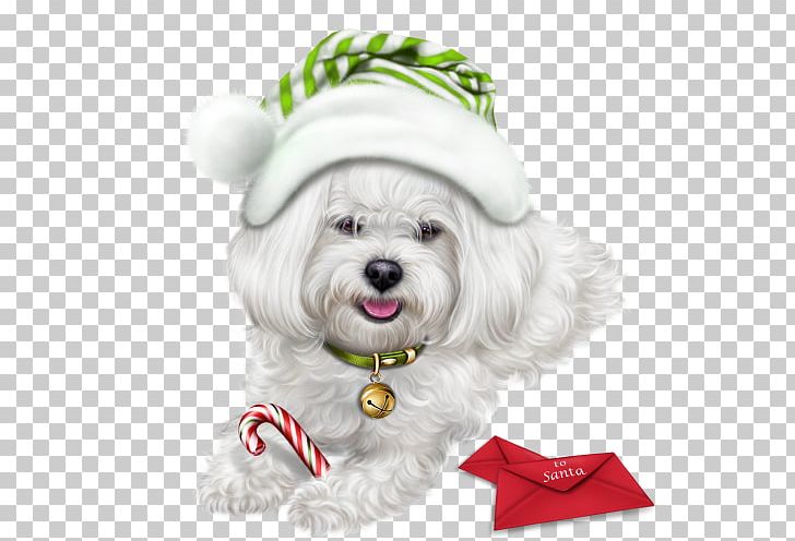 Dog 0 PNG, Clipart, 2018, Animals, Animaux, Bichon, Carnivoran Free PNG Download