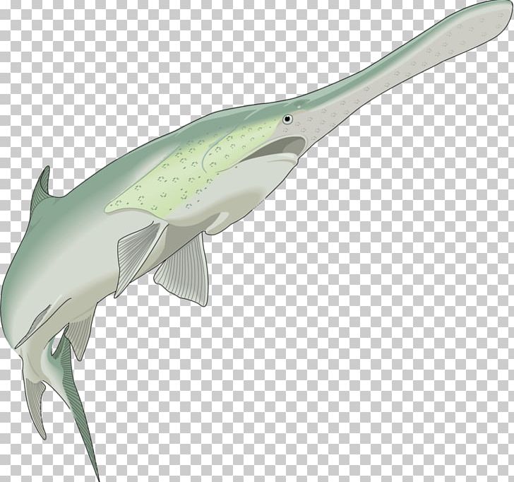 Fish Shark Animal PNG, Clipart, Animal, Animals, Baleen Whale, Download, Fauna Free PNG Download