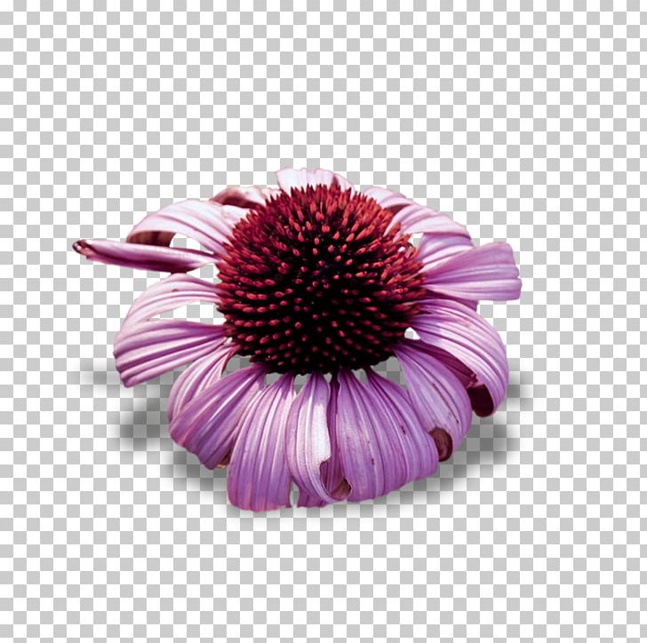 Flower Christmas Gift Petal Transvaal Daisy PNG, Clipart, Christmas, Christmas Gift, Coneflower, Creation, Daisy Family Free PNG Download