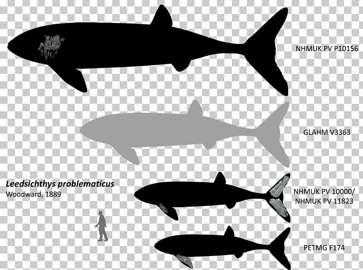 Leedsichthys Bony Fishes Whale Liopleurodon Pliosaurus PNG, Clipart, Animal, Animals, Art, Big Fish, Black And White Free PNG Download