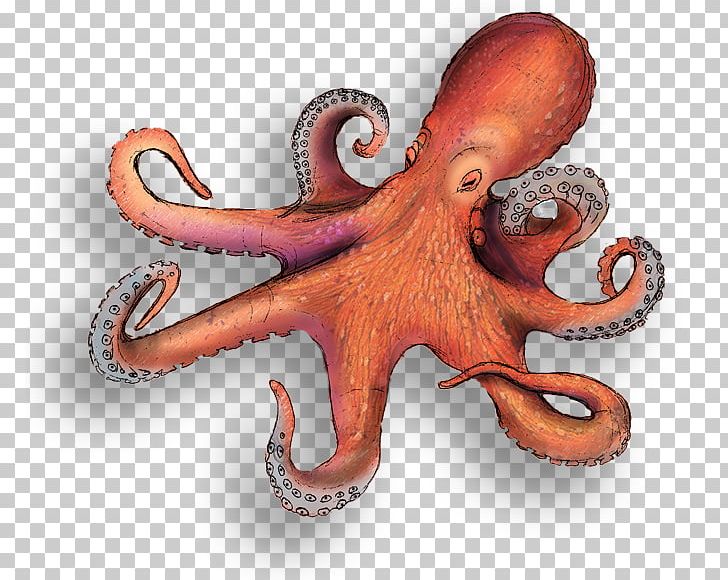 Octopus Squid Ocean Cephalopod PNG, Clipart, Animal, Blog, Blueringed Octopus, Cephalopod, Cleaning Free PNG Download