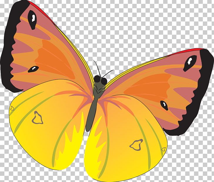 Butterfly PNG, Clipart, Arthropod, Believe, Brush Footed Butterfly, Butterflies And Moths, Cli Free PNG Download