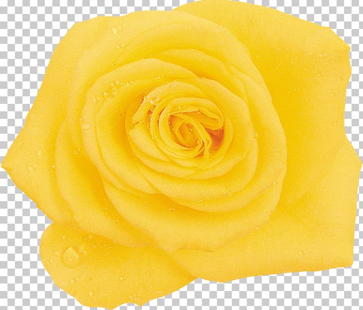 Garden Roses Cut Flowers Petal PNG, Clipart, Closeup, Cut Flowers, Flower, Flowers, Garden Free PNG Download