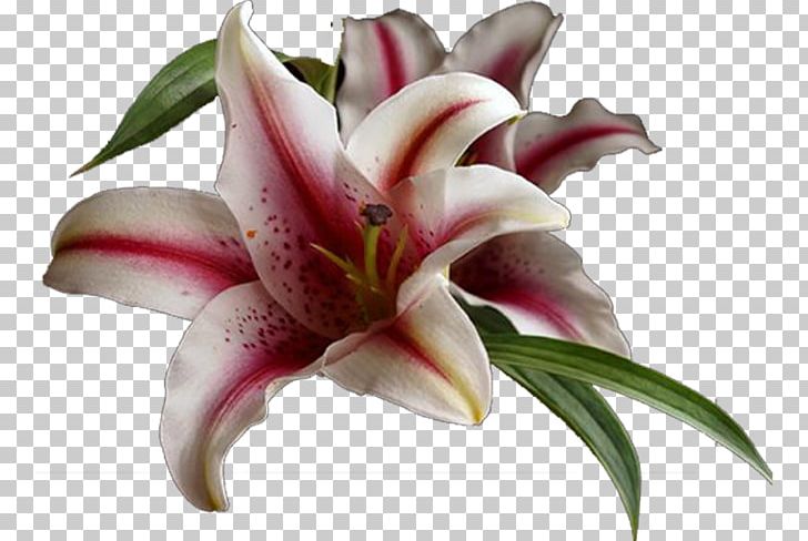 Lilium Cut Flowers Petal PNG, Clipart, Amaryllis, Cicek, Color, Cut Flowers, Download Free PNG Download