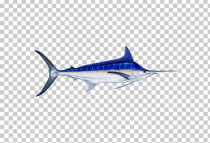 Swordfish Atlantic Blue Marlin Black Marlin Marlin Fishing Recreational Fishing PNG, Clipart, Angling, Atlantic Blue Marlin, Billfish, Bony Fish, Cartilaginous Fish Free PNG Download
