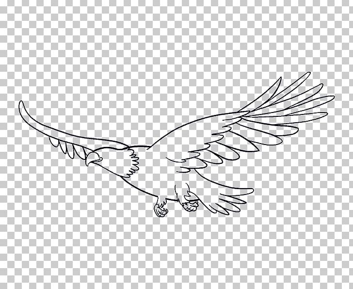 Bald Eagle Bird Drawing PNG, Clipart, Animals, Art, Artwork, Bald Eagle, Beak Free PNG Download