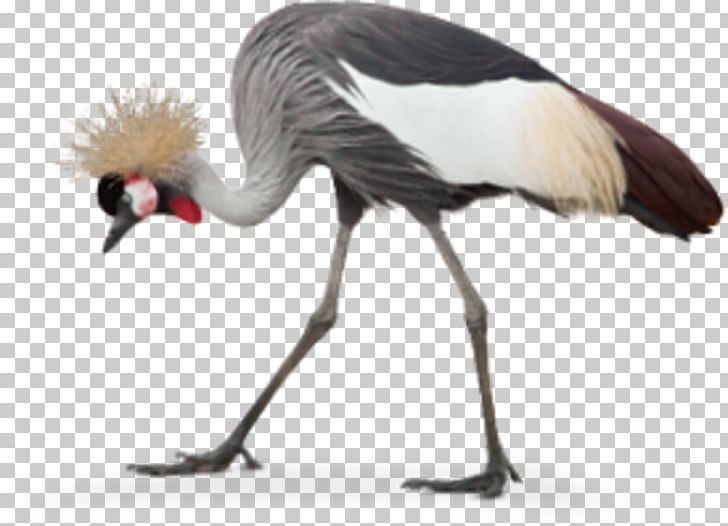 Grey Crowned Crane Black Crowned Crane Kronenkranich Species PNG, Clipart, Beak, Bird, Black Crowned Crane, Crane, Crane Like Bird Free PNG Download