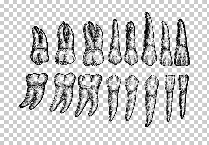 Human Tooth Dental Anatomy Permanent Teeth PNG, Clipart, Anatomy, Angle, Anterior Teeth, Arm, Black And White Free PNG Download