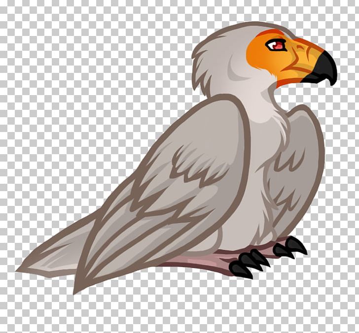 Owl Vulture Hawk Beak PNG, Clipart, Accipitriformes, Animals, Beak, Bird, Bird Of Prey Free PNG Download