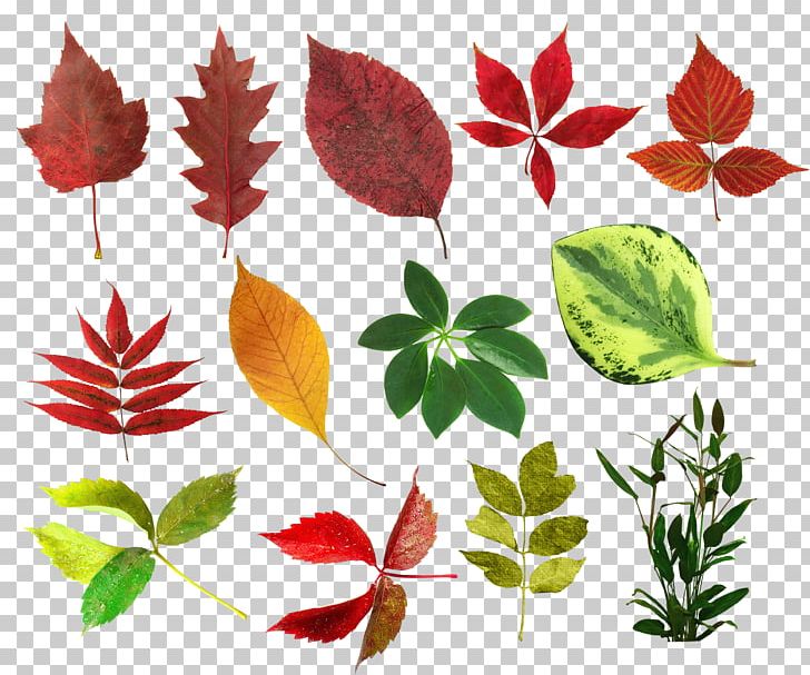 Petal Leaf Floral Design Plant Stem Pattern PNG, Clipart, Branch, Branching, Flora, Floral Design, Flower Free PNG Download