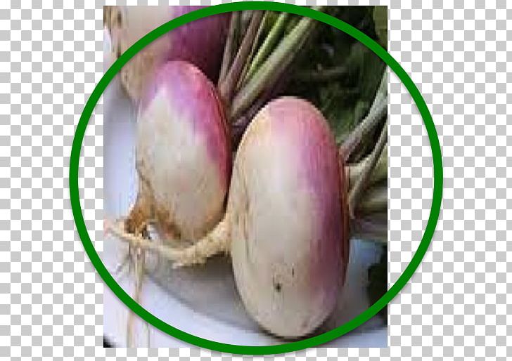 Turnip Food Rutabaga Beetroot Iranian Traditional Medicine PNG, Clipart, Apple Cider Vinegar, Beet, Beetroot, Cold, Common Beet Free PNG Download