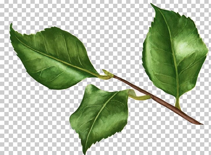 Twig Plant Stem Leaf Aquifoliaceae PNG, Clipart, Aquifoliaceae, Branch, Ikebana, Leaf, Plant Free PNG Download