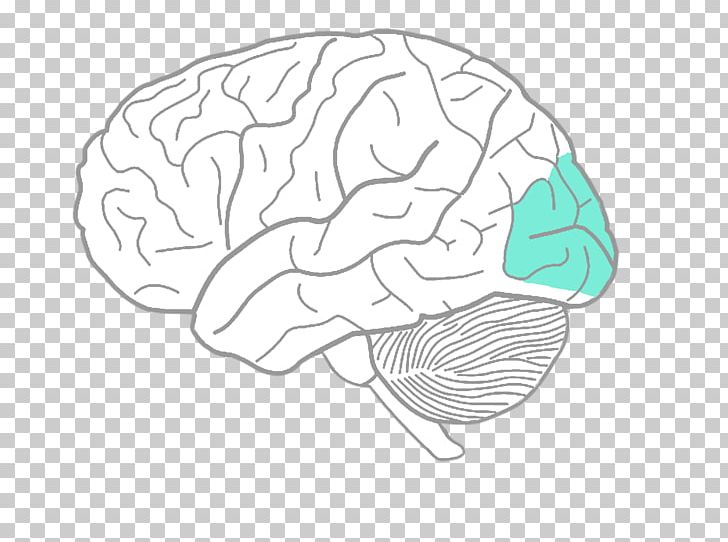 Brain Drawing Cartoon PNG, Clipart, Area, Art, Arts, Artwork, Brain Free PNG Download