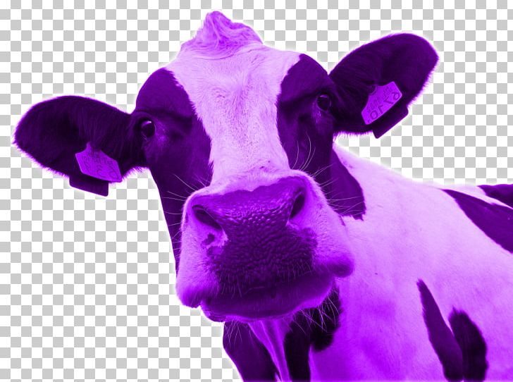 Cattle Purple Cow: Transform Your Business By Being Remarkable Blue Ocean Strategy La Vaca Pxfarpura: Diferxe9nciate Para Transformar Tu Negocio Marketing PNG, Clipart, Blue Ocean Strategy, Book, Business, Cattle, Cattle Like Mammal Free PNG Download