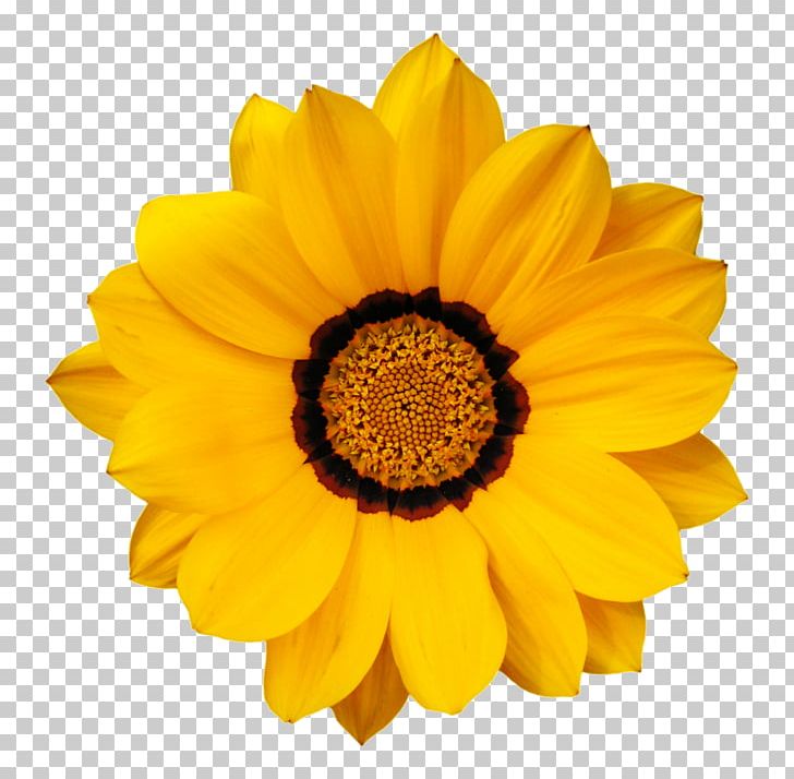 Flower Computer Icons Color PNG, Clipart, Art, Calendula, Chrysanths, Clip Art, Color Free PNG Download