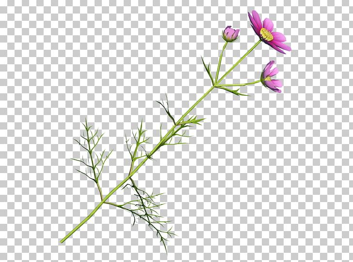 Flowering Plant Plant Stem Purple Leaf PNG, Clipart, Branch, Branching, Flora, Flower, Flowering Plant Free PNG Download