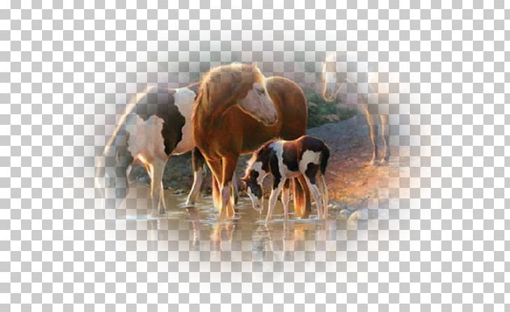 Jigsaw Puzzles Castorland Horse Game PNG, Clipart, Board Game, Castorland, Cattle Like Mammal, Computer Wallpaper, Djeco Free PNG Download