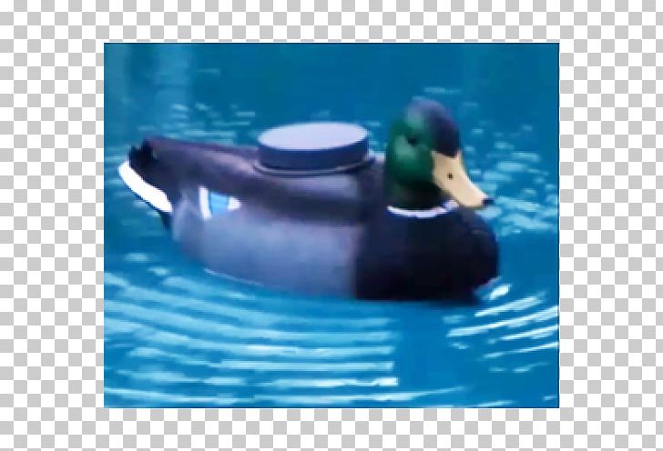 Mallard Duck Water Beak Leisure PNG, Clipart, Animals, Aqua, Beak, Bird, Duck Free PNG Download