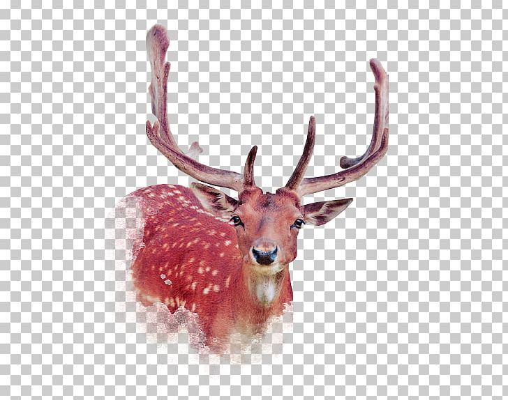 Deer Illustration PNG, Clipart, Animals, Antler, Art, Brown, Christmas Decoration Free PNG Download