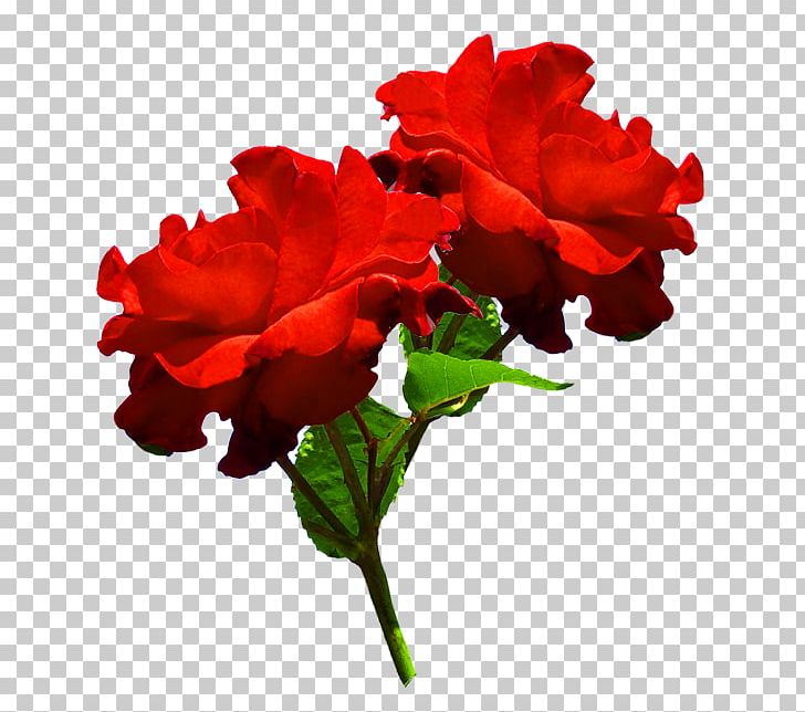 Garden Roses Cut Flowers Red PNG, Clipart, Annual Plant, Azalea, Begonia, Carnation, China Rose Free PNG Download