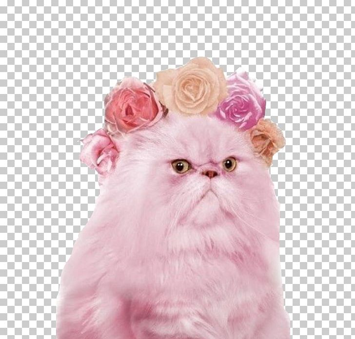 Persian Cat Pink Cat Kitten Ragdoll Grumpy Cat PNG, Clipart, Animal, Animals, Carnivoran, Cat, Cat Food Free PNG Download