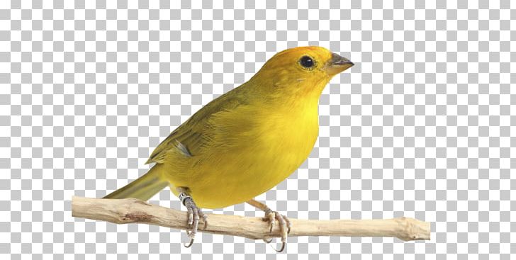Atlantic Canary Saffron Finch Bird Pet Passerine PNG, Clipart, American Sparrows, Animals, Atlantic Canary, Beak, Bird Free PNG Download