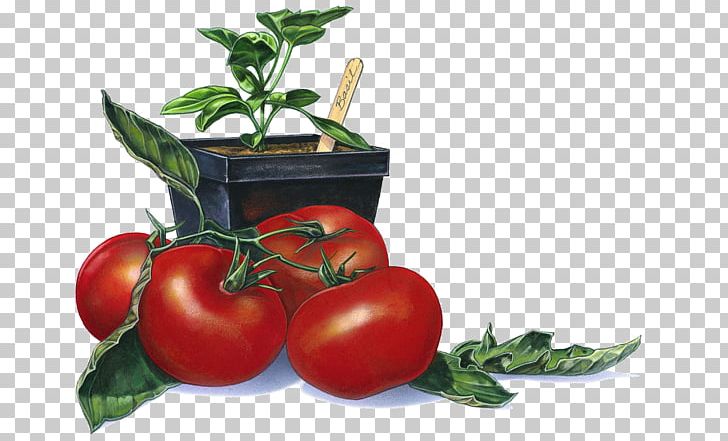 Tomato Photography PNG, Clipart, Bush Tomato, Diet Food, Food, Fotosearch, Fruit Free PNG Download