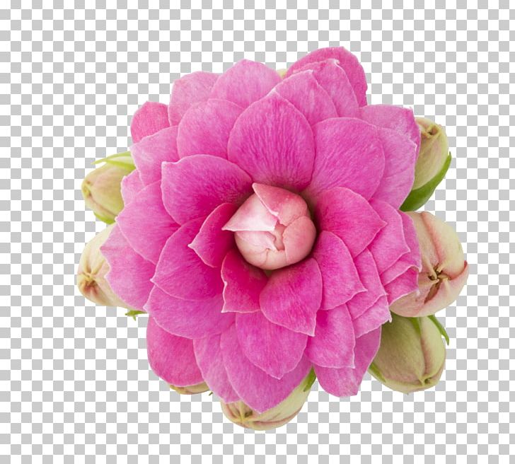 Cabbage Rose Widow's-thrill Plant Cut Flowers PNG, Clipart,  Free PNG Download