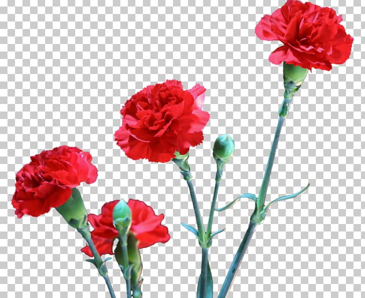 Carnation Revolution Armed Forces Movement 25 April PNG, Clipart, 25 April, 2018, Annual Plant, April, Artificial Flower Free PNG Download