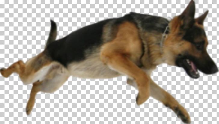 Dog Breed German Shepherd Kunming Wolfdog Malinois Dog Herding Dog PNG, Clipart, 2016, Avatan, Avatan Plus, Breed, Breed Group Dog Free PNG Download