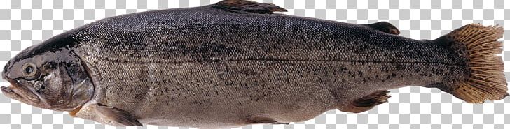 Fish Trout Salmonids Atlantic Salmon PNG, Clipart, Animal Figure, Animals, Atlantic Salmon, Fauna, Fish Free PNG Download