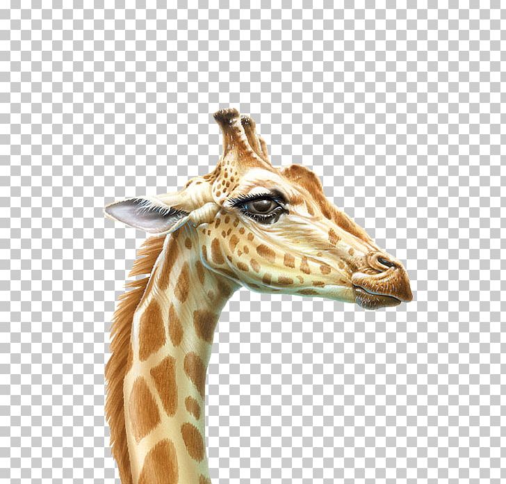 Northern Giraffe Drawing Animal Animated Cartoon PNG, Clipart, Animal, Animals, Animated Cartoon, Desktop Wallpaper, Drawing Free PNG Download