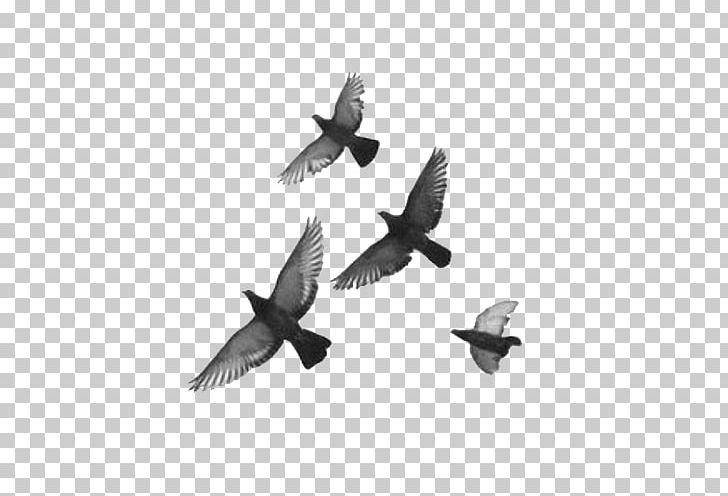 Bird Pigeons And Doves Feather Drawing PNG, Clipart, Animal, Animals, Beak, Bird, Bird Art Free PNG Download