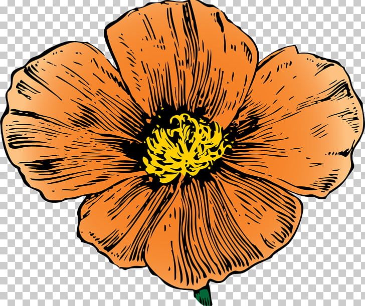 California Poppy Flower PNG, Clipart, Annual Plant, California, California Poppy, Common Poppy, Cut Flowers Free PNG Download
