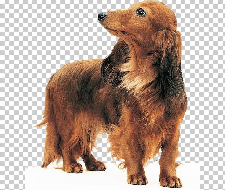 basset hound and bloodhound