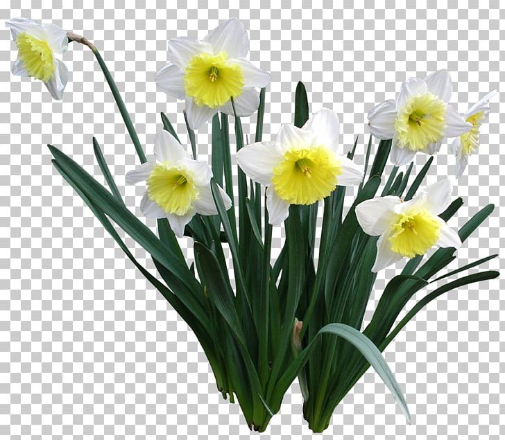 Encapsulated PostScript PNG, Clipart, Amaryllis Family, Cut Flowers, Encapsulated Postscript, Floristry, Flower Free PNG Download
