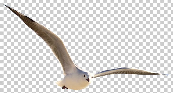 Gull PNG, Clipart, Gull Free PNG Download