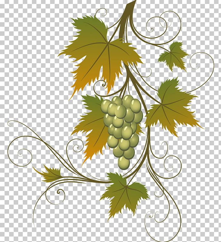 Wine Grapevines PNG, Clipart, Branch, Dish, Drawing, Flowering Plant, Food Free PNG Download