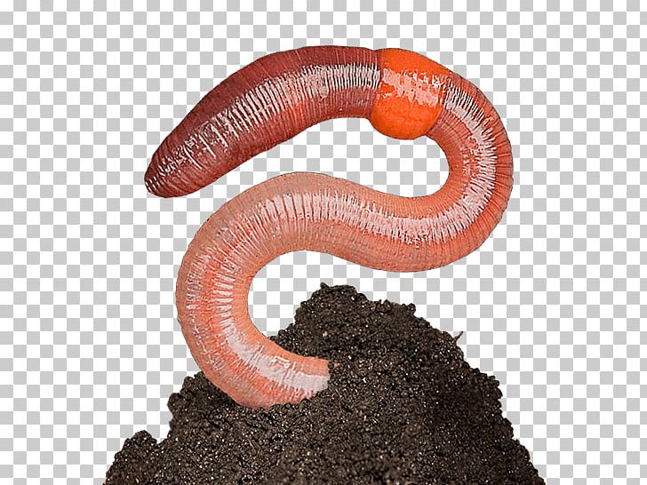 Worms PNG, Clipart, Worms Free PNG Download