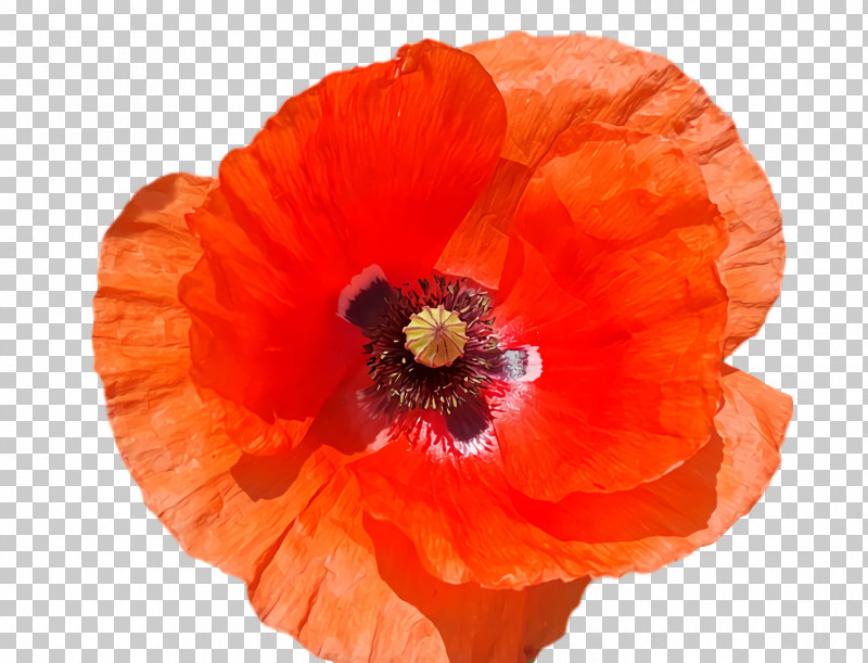 Petal Orange S.a. PNG, Clipart, Orange Sa, Petal Free PNG Download