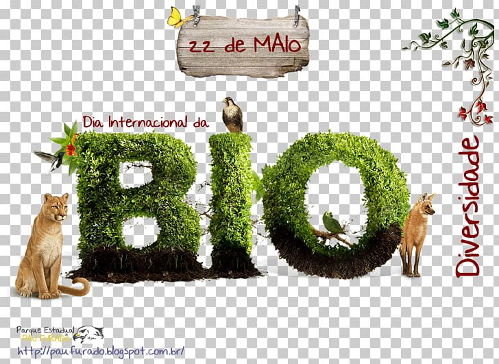 Biodiversity International Day For Biological Diversity Life Ecology Conservation International PNG, Clipart, 22 May, Biodiversity, Carnivoran, Conservation, Conservation International Free PNG Download