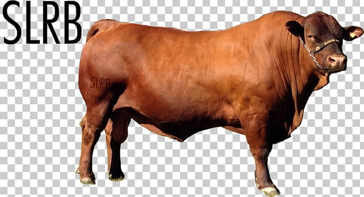 Bull Cattle Ox Snout PNG, Clipart, Animals, Bull, Cattle, Cattle Like Mammal, Cow Goat Family Free PNG Download