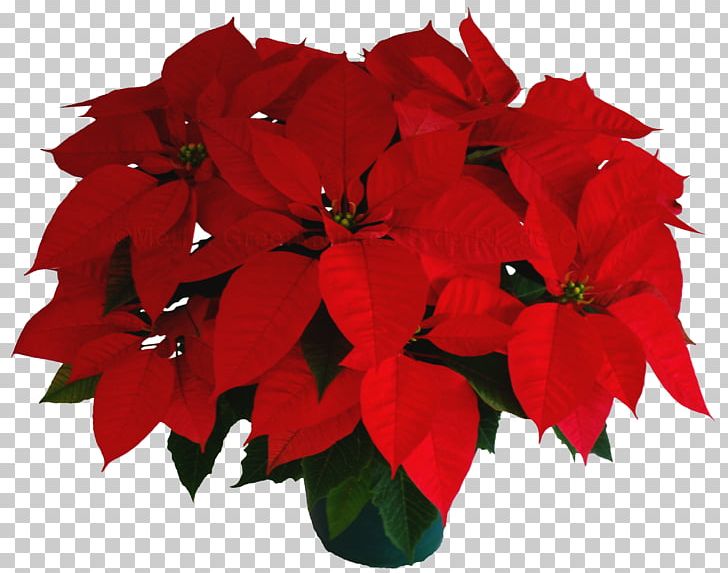 Flower Poinsettia Petal Plant Christmas Eve PNG, Clipart, Annual Plant, Camacho, Christmas, Christmas Eve, Color Free PNG Download