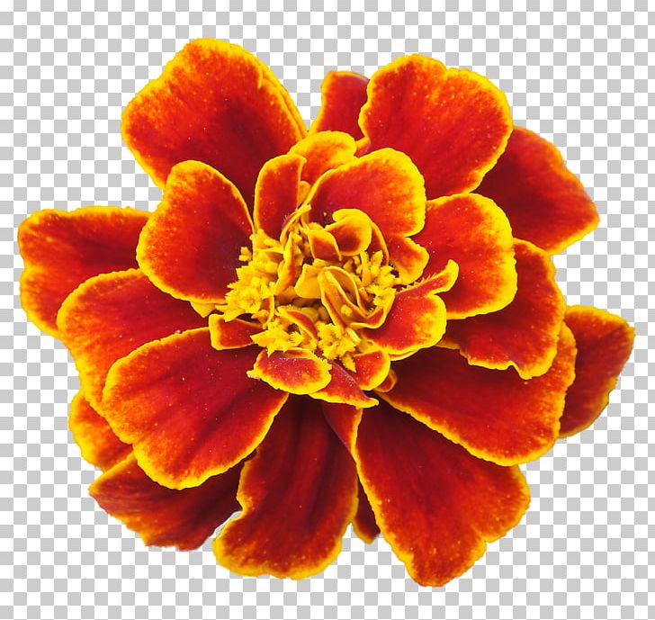 Mexican Marigold Flower PNG, Clipart, Annual Plant, Calendula Officinalis, Cartoon, Day Of The Dead, Desktop Wallpaper Free PNG Download