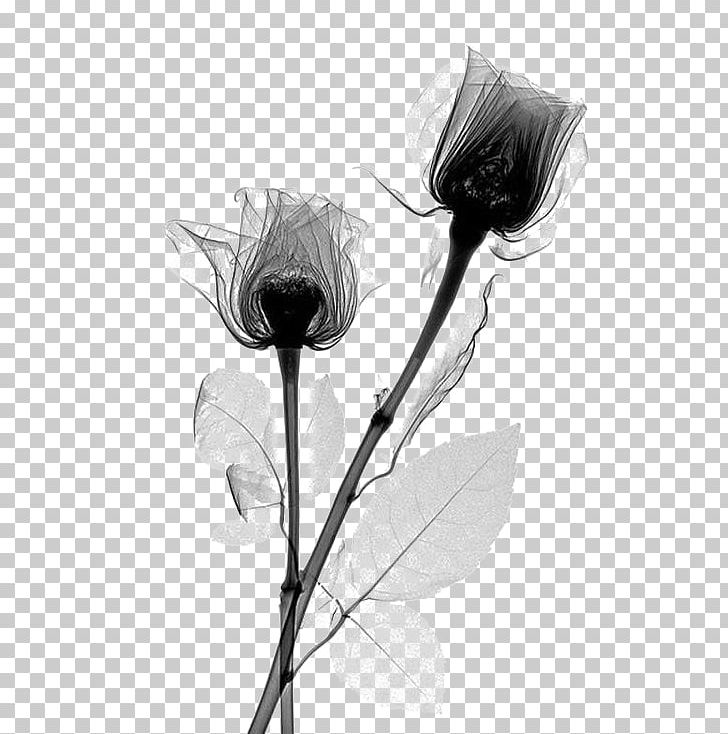 X-ray Rose Flower Rosaceae Radiography PNG, Clipart, Creative Flowers, Flower, Flowers, Monochrome, Nature Free PNG Download