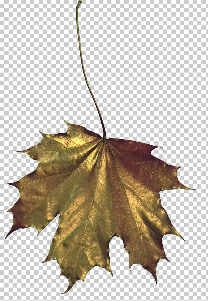 Maple Leaf Drawing PNG, Clipart, Download, Drawing, Golden Leaves, Information, Leaf Free PNG Download