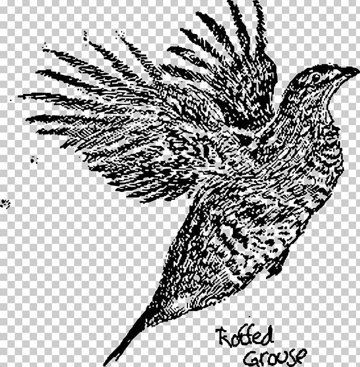 Ruffed Grouse Bird Drawing Black And White PNG, Clipart, Animals, Bird, Bird Of Prey, Black And White, Black Grouse Free PNG Download